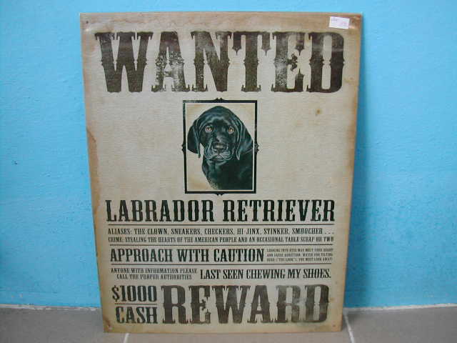 Plechová cedule Labrador